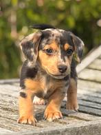 Knappe Jack Russell merle reu, Dieren en Toebehoren, Honden | Jack Russells en Terriërs, België, Jack Russell Terriër, Reu, 8 tot 15 weken