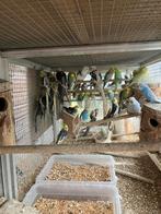 GROTE KEUZE AAN GRASPARKIETJES 15 EURO/KOPPEL, Meerdere dieren, Parkiet