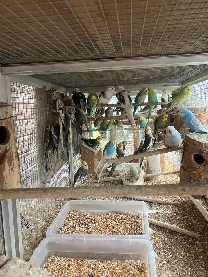 GROTE KEUZE AAN GRASPARKIETJES 15 EURO/KOPPEL, Dieren en Toebehoren, Vogels | Parkieten en Papegaaien, Parkiet, Meerdere dieren