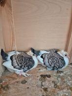 Pigeon sattinéts 20€ pc, Dieren en Toebehoren, Vermiste en Gevonden Dieren