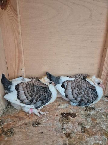 Pigeon sattinéts 20€ pc, Dieren en Toebehoren, Vermiste en Gevonden Dieren