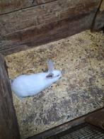 Jonge californier/californian rammelaar te koop., Dieren en Toebehoren, Mannelijk, Groot, 0 tot 2 jaar