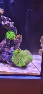 Zeeaquarium koraal weeping willow, Dieren en Toebehoren, Ophalen