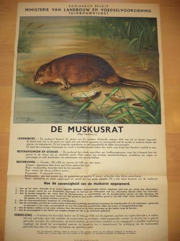 Oude XL affiche MARCI de muskusrat Ministerie Tuinbouwdienst