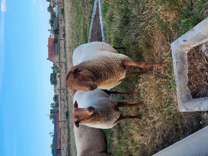 Mooie schapen te koop!!, Dieren en Toebehoren, Schapen, Geiten en Varkens