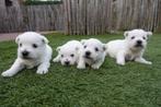 Prachtige West Highland white terriër pups (westie pups), Dieren en Toebehoren, Honden | Jack Russells en Terriërs, België, Overige rassen