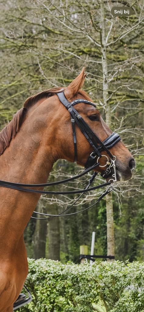 HB stang en trens hoofdstel., Dieren en Toebehoren, Paarden en Pony's | Hoofdstellen en Tuigage, Ophalen of Verzenden