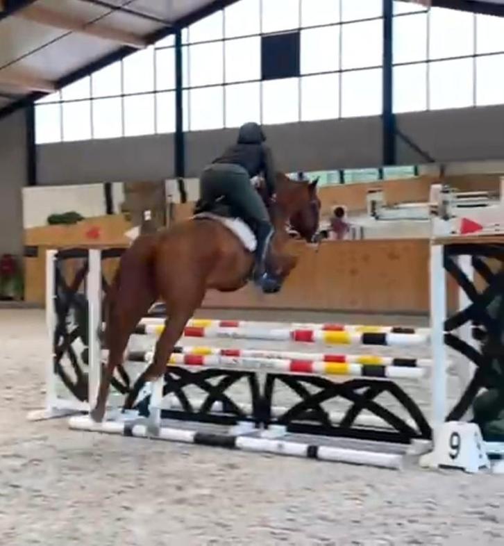 4 jarige bloedmooie springruin, Dieren en Toebehoren, Paarden, Ruin