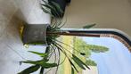 Strelitzia reginae, Huis en Inrichting, Kamerplanten, Ophalen, Overige soorten, Halfschaduw, In pot