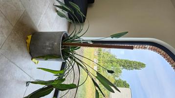 Strelitzia reginae beschikbaar voor biedingen