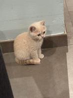 creme brits korthaar kitten beschikbaar, Dieren en Toebehoren, Poes, Gechipt, 0 tot 2 jaar