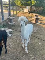 Alpaca hengstjes, Dieren en Toebehoren, Januari, Mannelijk