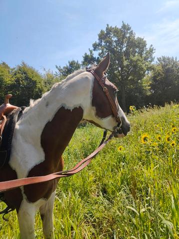 Mooi getekende recreatief bereden D pony beschikbaar voor biedingen