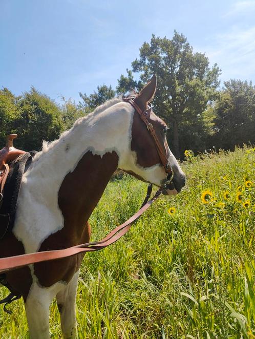 Mooi getekende recreatief bereden D pony, Dieren en Toebehoren, Pony's, Ruin, Zadelmak, D pony (1.37m tot 1.48m), Recreatiepony