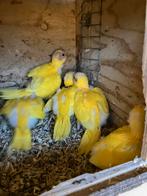 Jonge gele kakariki s, Dieren en Toebehoren, Parkiet, Geringd