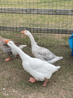 Prachtig gekleurde gans