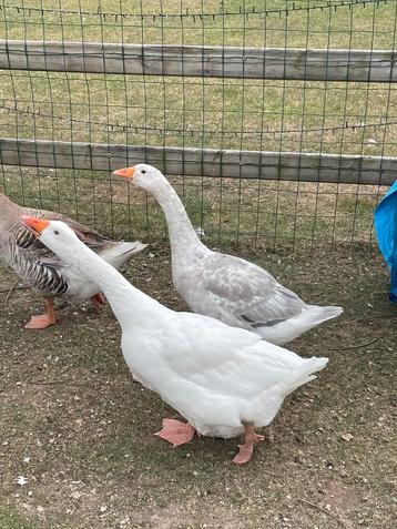 Prachtig gekleurde gans beschikbaar voor biedingen