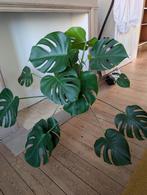 Monstera, Huis en Inrichting, Kamerplanten, Ophalen, Overige soorten, Halfschaduw, Minder dan 100 cm