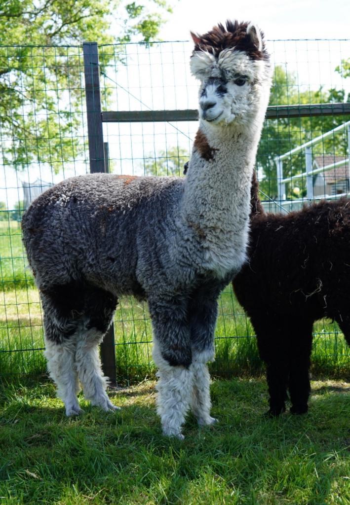 Alpaca hengsten, Dieren en Toebehoren, Overige Dieren, Mannelijk, Juli