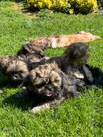 Lhasa apso pups, CDV (hondenziekte), Meerdere, 8 tot 15 weken, Meerdere dieren