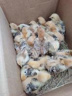 pluimvee, Sexe inconnu, Poule ou poulet