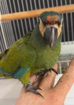 Tamme baby Ara Maracana met DNA en getest op alle ziektes me, Dieren en Toebehoren, Meerdere dieren, Papegaai, Geringd