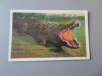 oude Am. postkaart Alligator Krokodil Florida series, Verzenden, Ongelopen, Reptiel