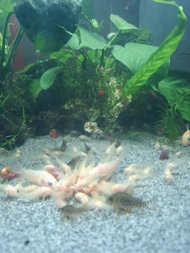 Corydoras albinos, Animaux & Accessoires, Poissons | Poissons d'aquarium
