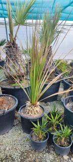 Dasilyrion serratafolium palm, Tuin en Terras, Planten | Bomen, Ophalen of Verzenden