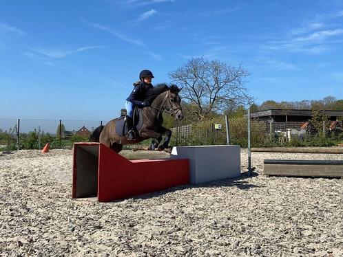Leuke ponymerrie, Dieren en Toebehoren, Pony's, Merrie, B, C pony (1.27m tot 1.37m), Springpony, 3 tot 6 jaar, Gechipt, Ontwormd