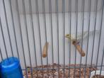 Geel Agaat opaal Mozaiek kanarie, Dieren en Toebehoren, Mannelijk, Kleurkanarie