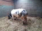 Beloftevolle ingeschreven stier, Mannelijk, 0 tot 2 jaar