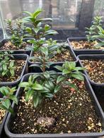 5 stuks 'Myrtus communis' plantjes, Ophalen, In pot, Overige soorten