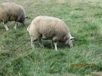 schapen, Dieren en Toebehoren, Schapen, Geiten en Varkens, Vrouwelijk, Schaap, 0 tot 2 jaar