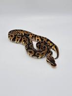 Koningsython Pastel Leopard Yellow Belly 100% het clown, Dieren en Toebehoren, Reptielen en Amfibieën