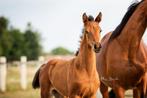 Chique dressuurveulens, Dieren en Toebehoren, Paarden, Dressuurpaard, 0 tot 2 jaar, Onbeleerd, Meerdere dieren