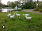 Ganzen te koop mannen en vrouwen, Dieren en Toebehoren, Pluimvee, Meerdere dieren, Gans of Zwaan