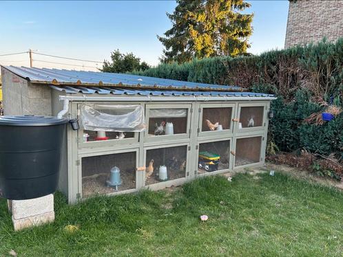 Voliere, Dieren en Toebehoren, Vogels | Duiven