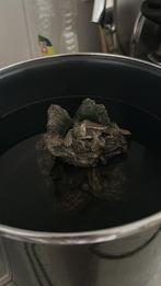 Kleine schildpad, Enlèvement, Autres espèces