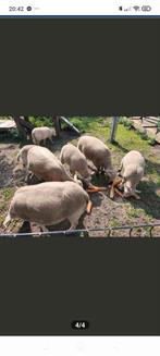 Ooilammeren en ramlam te koop, Dieren en Toebehoren, Schapen, Geiten en Varkens