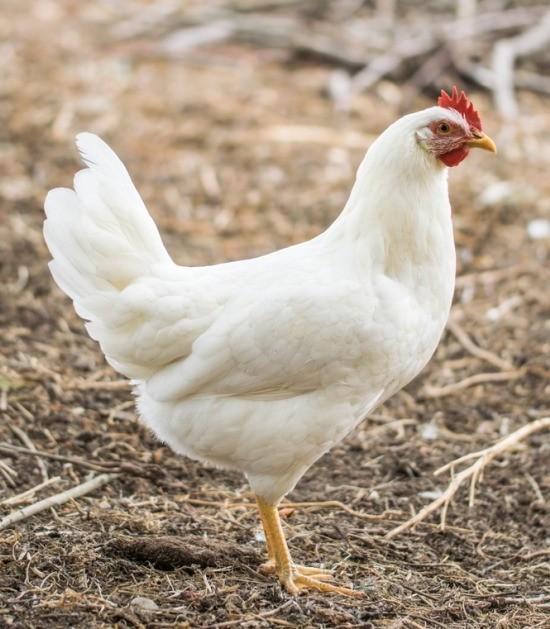 Legkippen jonge hennen ruime keuze beschikbaar, Dieren en Toebehoren, Pluimvee, Kip, Vrouwelijk