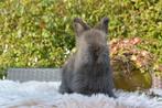 Sable VC full face engels angora voedstertje, Dieren en Toebehoren, Konijnen, Vrouwelijk, Middelgroot, 0 tot 2 jaar