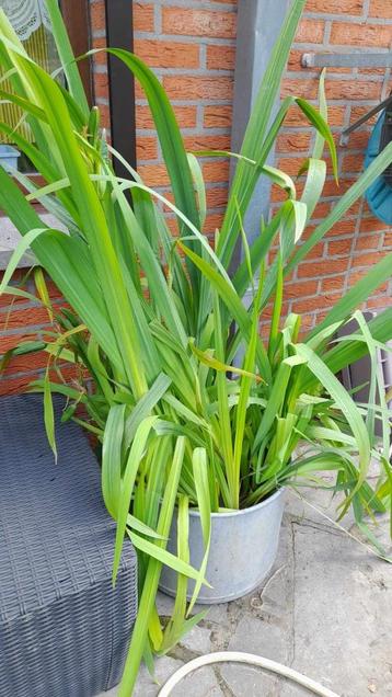 Plante pour etang iris papyrus Un seau rempli