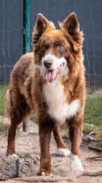 Ervaren, rastypische, medisch geteste Border Collie ter dek, Dieren en Toebehoren, 6 jaar of ouder, België, Particulier, Reu