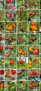 2Grote sortering zaden van bijzondere tomaten., Tuin en Terras, Verzenden, Voorjaar, Volle zon, Zaad