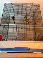 Kanarie man + grote kooi goede fluiter, Dieren en Toebehoren, Mannelijk, Wildzangvogel, Geringd