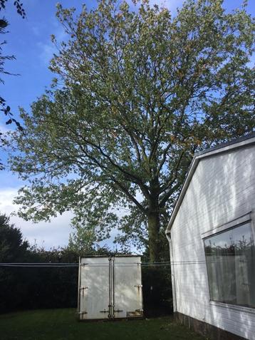 Meerdere eikebomen , voor het hout  beschikbaar voor biedingen