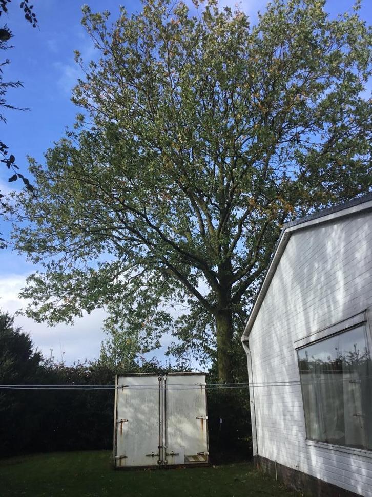 Meerdere eikebomen , voor het hout, Tuin en Terras, Palen, Balken en Planken, Balken, Ophalen
