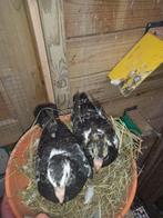 Pietrains, Dieren en Toebehoren, Vogels | Duiven, Meerdere dieren, Postduif