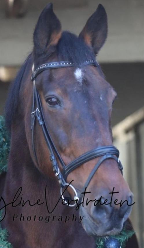 Hoofdstel zwart, Dieren en Toebehoren, Paarden en Pony's | Hoofdstellen en Tuigage, Zo goed als nieuw, Recreatie, Ophalen of Verzenden